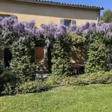 terrasse ombragée par la glycine