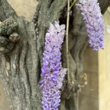 fleurs de la glycine sur la terrasse