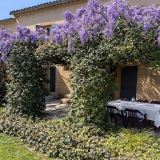 patio-ombrage-sous-les-glycines-florales