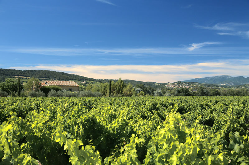 🍇 Septembre en Provence : vendanges, marchés et douceur de vivre à Villedieu